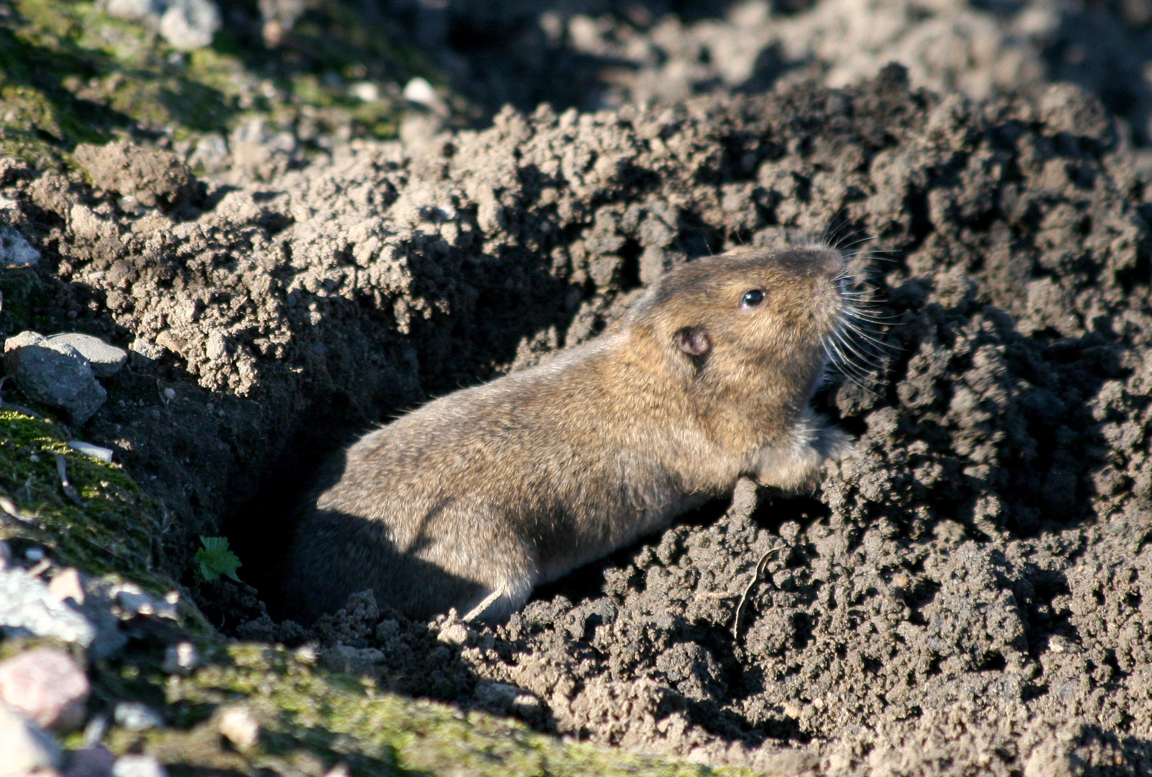 Botta's Pocket Gopher, Thomomys bottae
